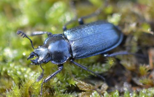 Platycerus sp.